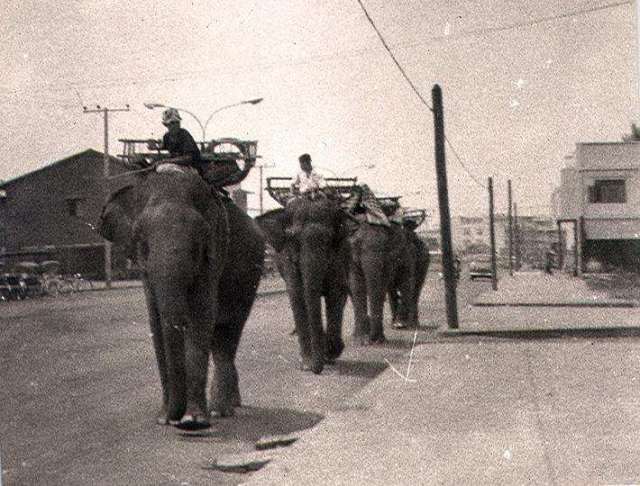 Elephants on main street in Loei 1970